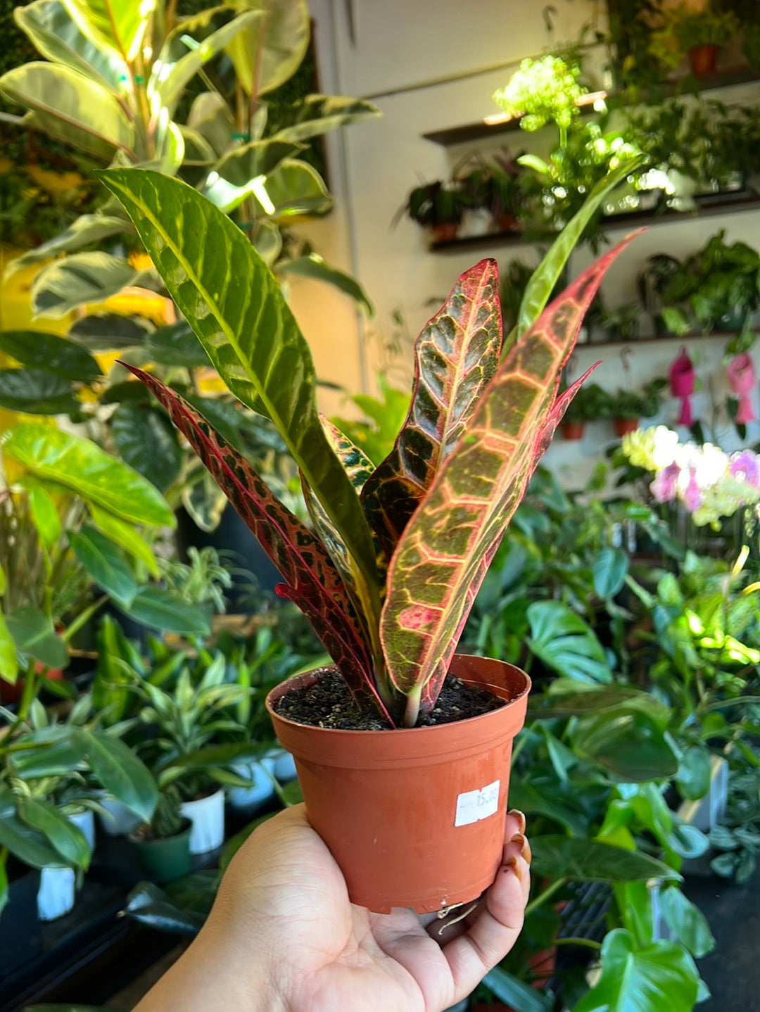 Croton Petra