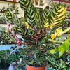 Calathea 'Makoyana'