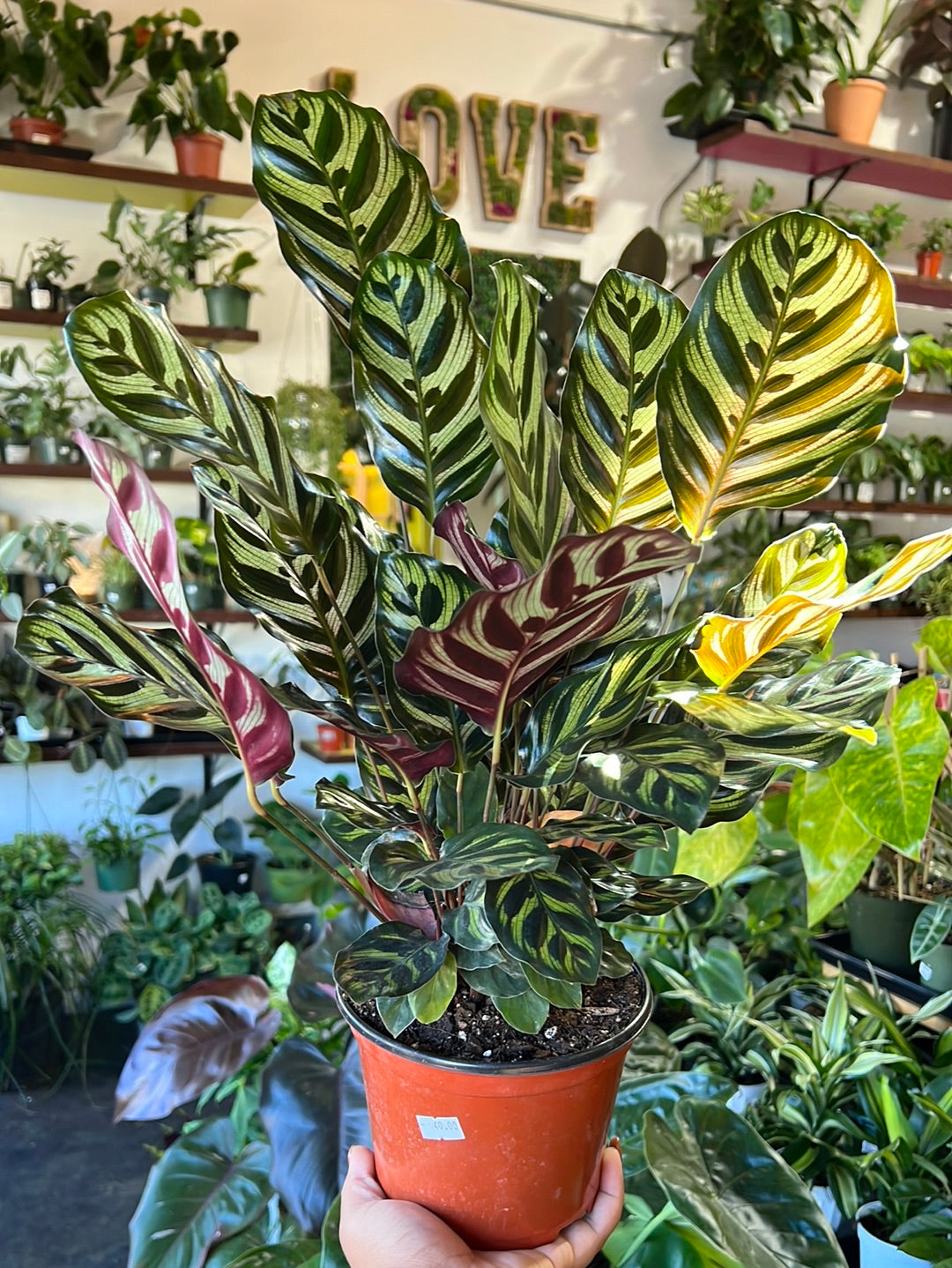 Calathea 'Makoyana'