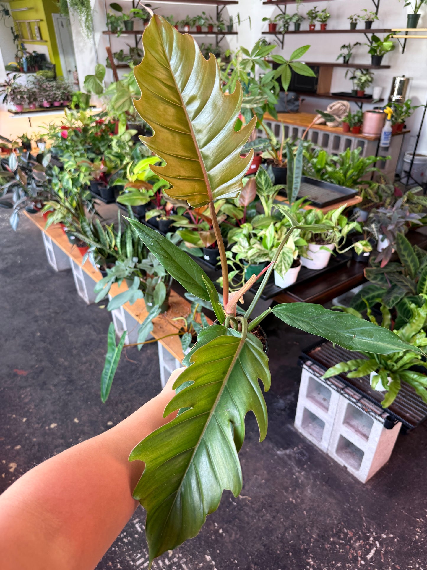 Philodendron ‘Choco Empress’
