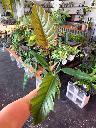 Philodendron ‘Choco Empress’