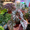 Begonia ‘Rex’