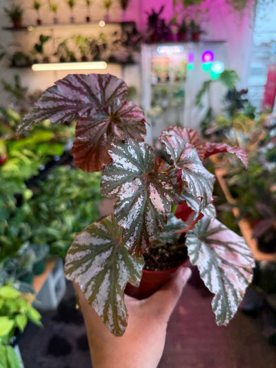 Begonia ‘Rex’