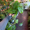 Monstera 'Adansonii'