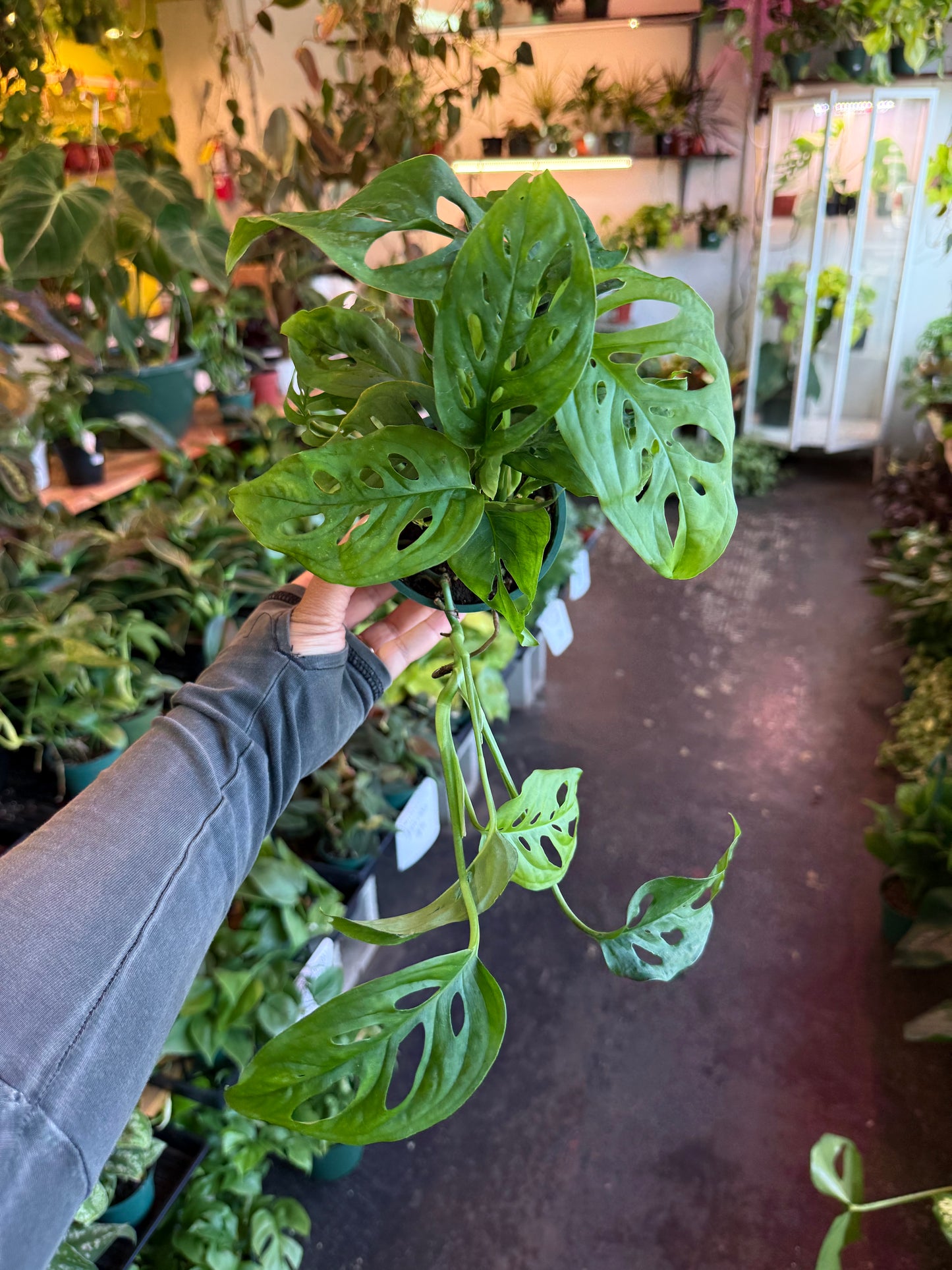 Monstera 'Adansonii'