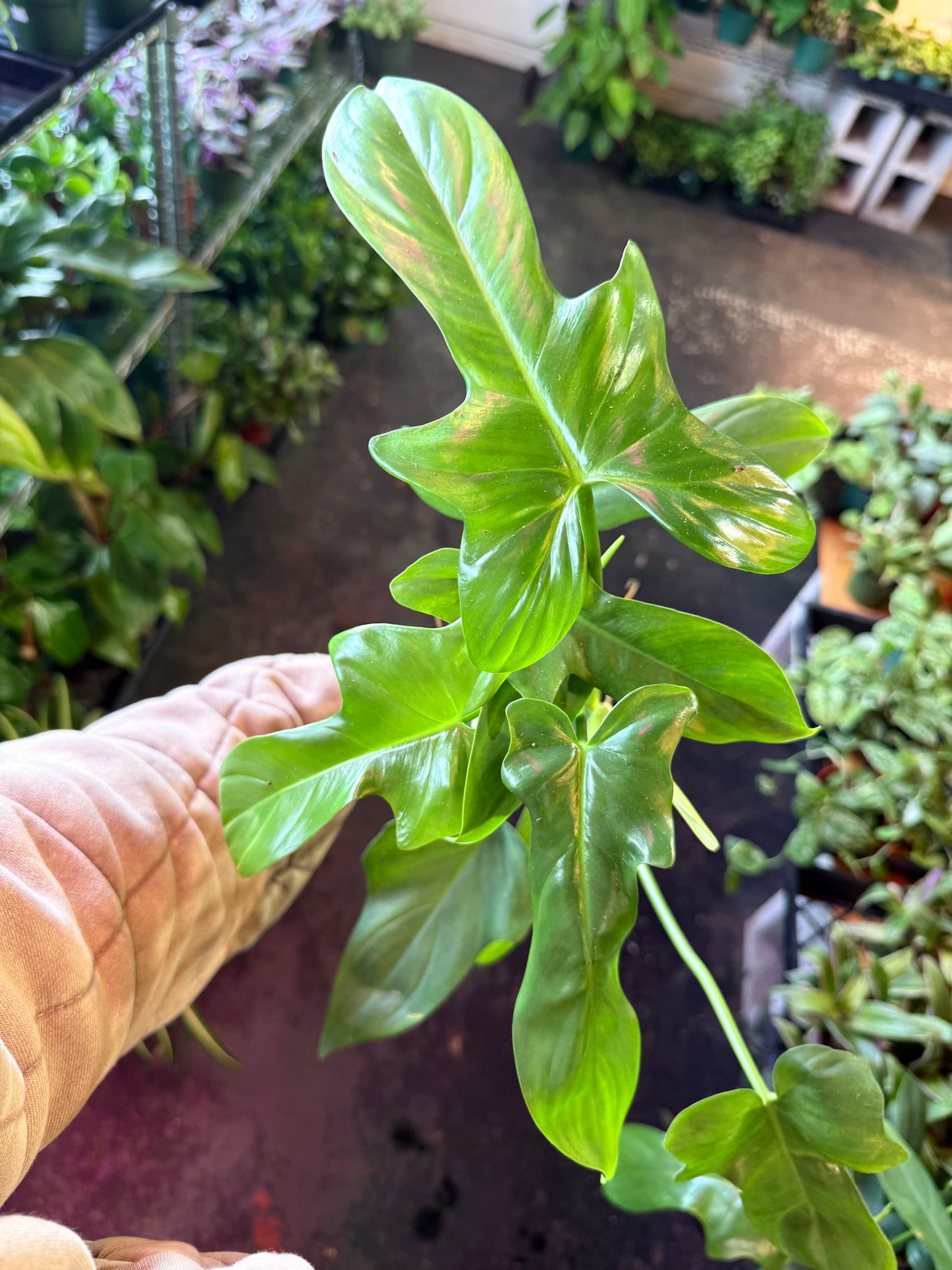 Philodendron 'Bipennifolium' (Horsehead)