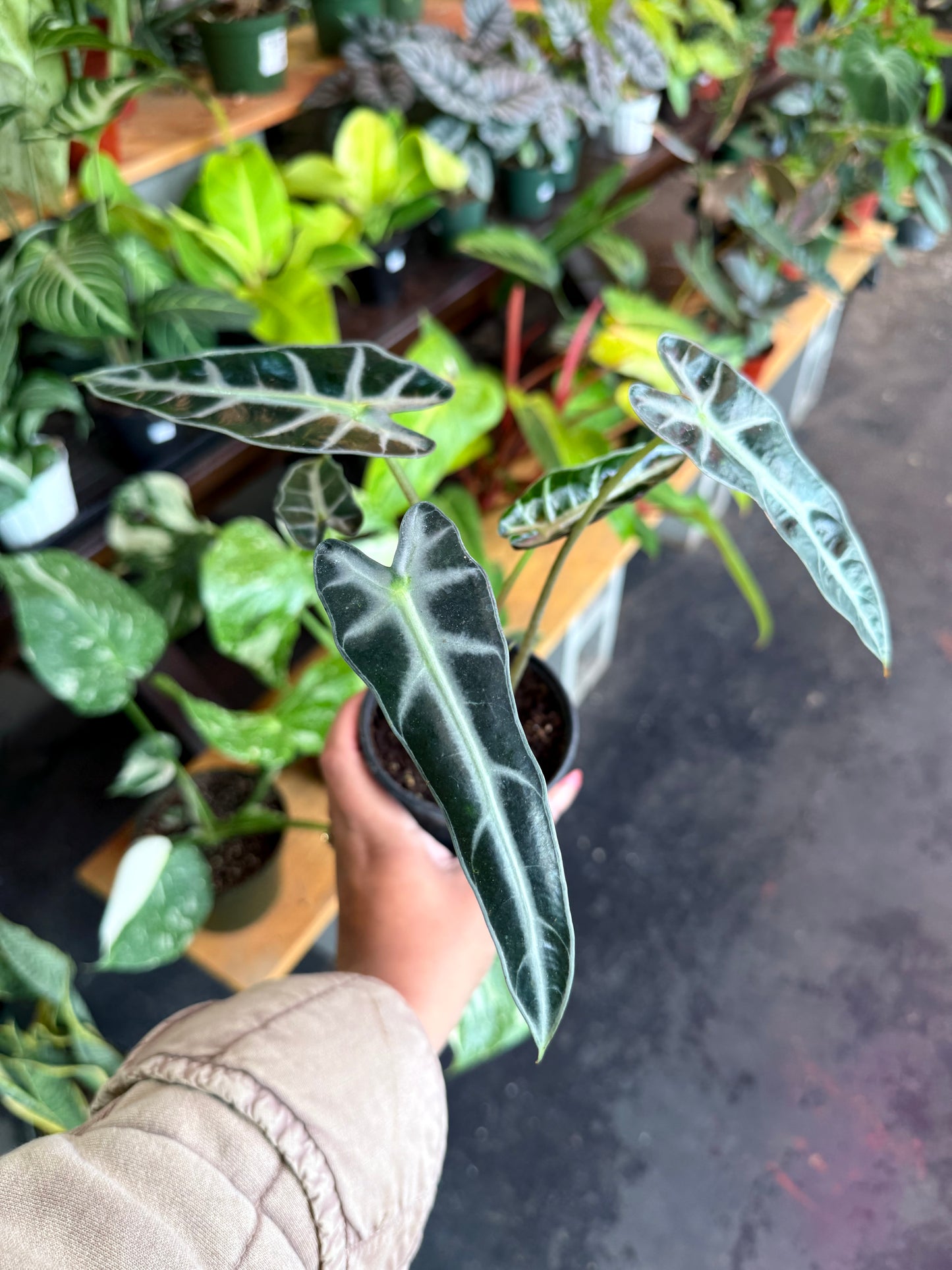 Alocasia Amazonica 'Bambino'