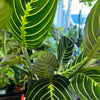 Maranta Lemon Lime