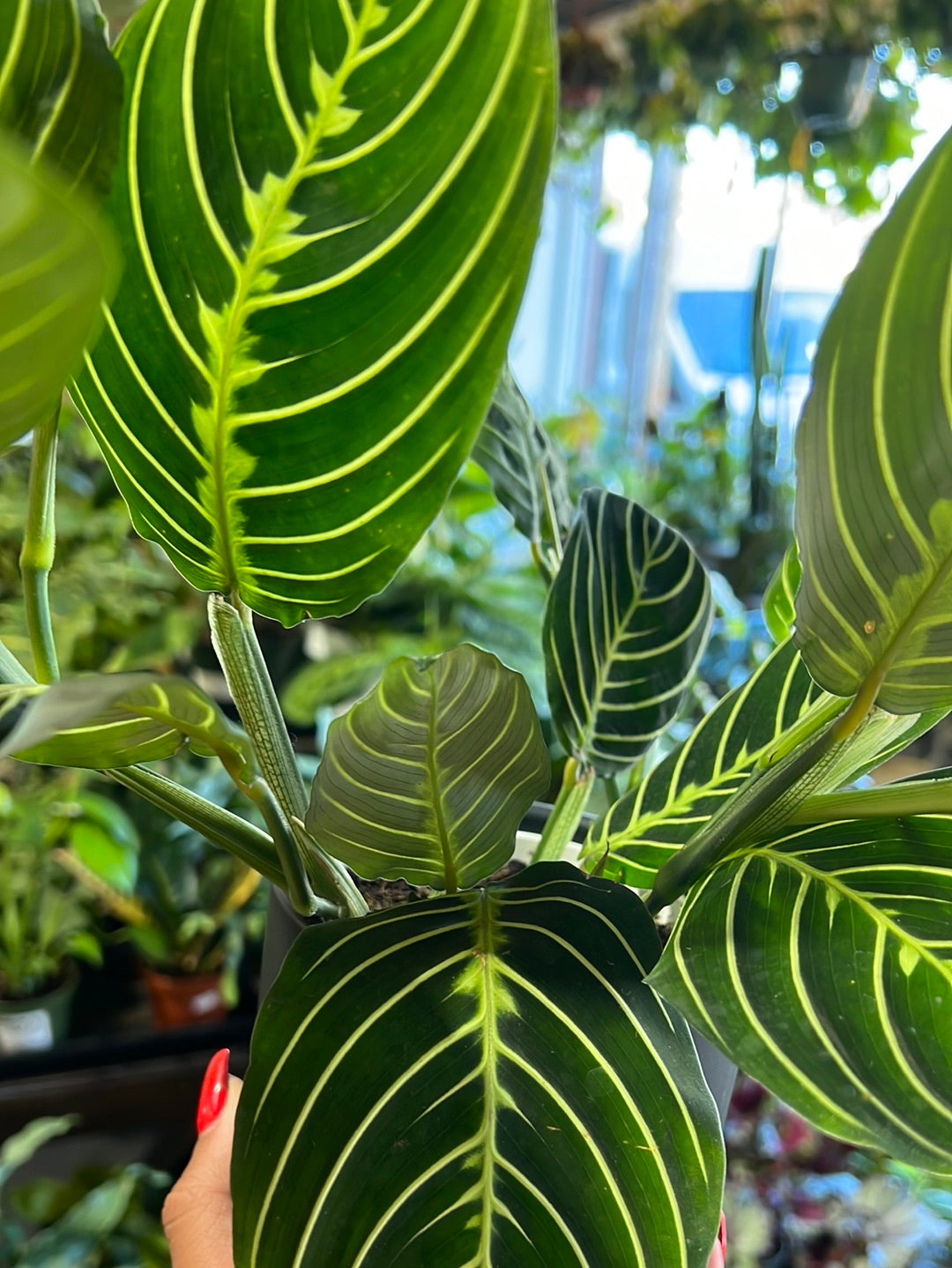 Maranta Lemon Lime