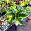 Dracaena Tornado