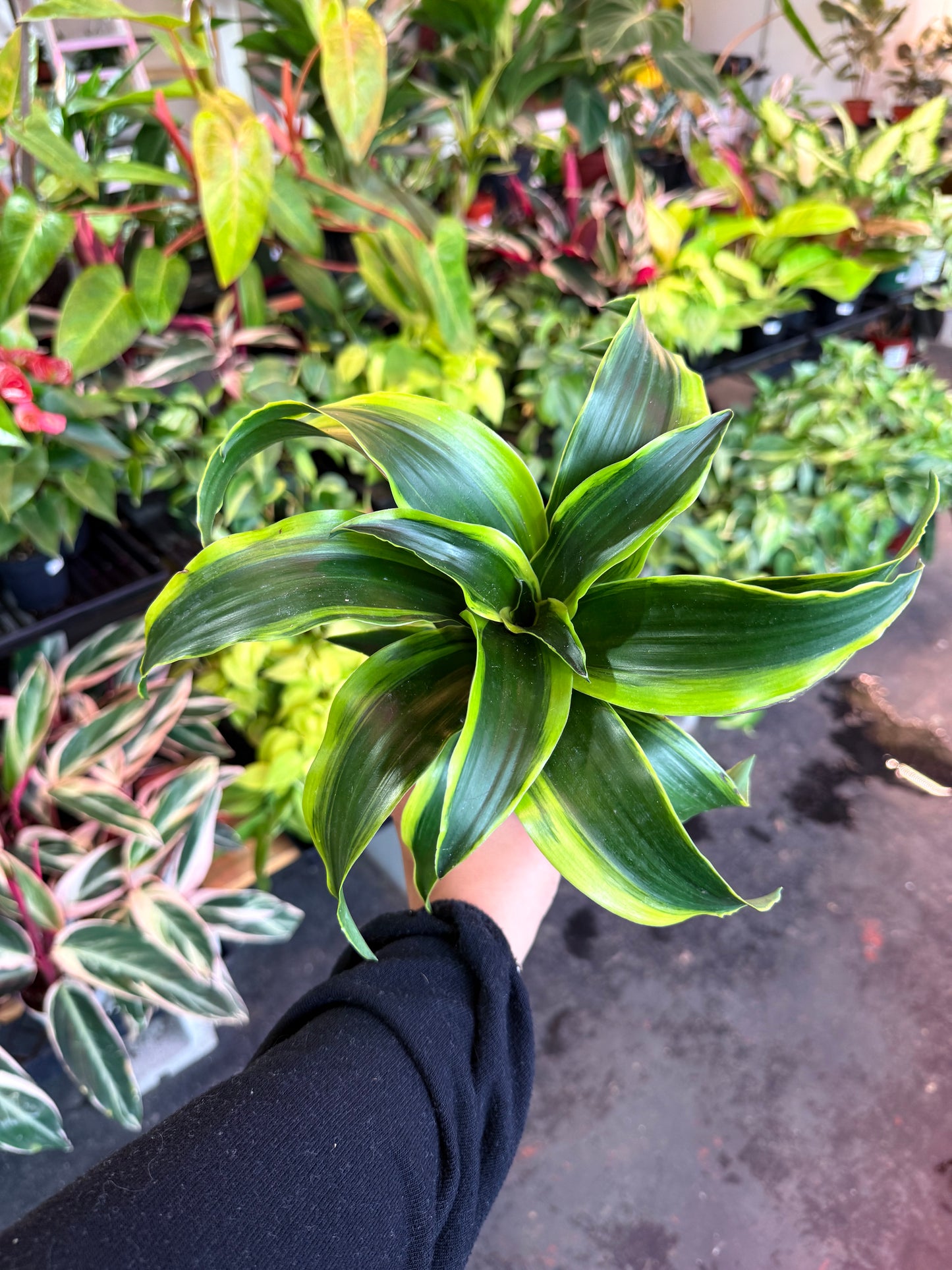 Dracaena Tornado