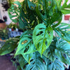 Monstera 'Adansonii'