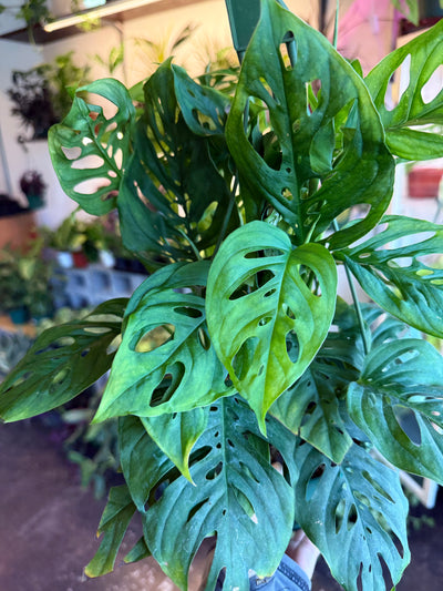 Monstera 'Adansonii'