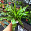 Birds Nest Fern