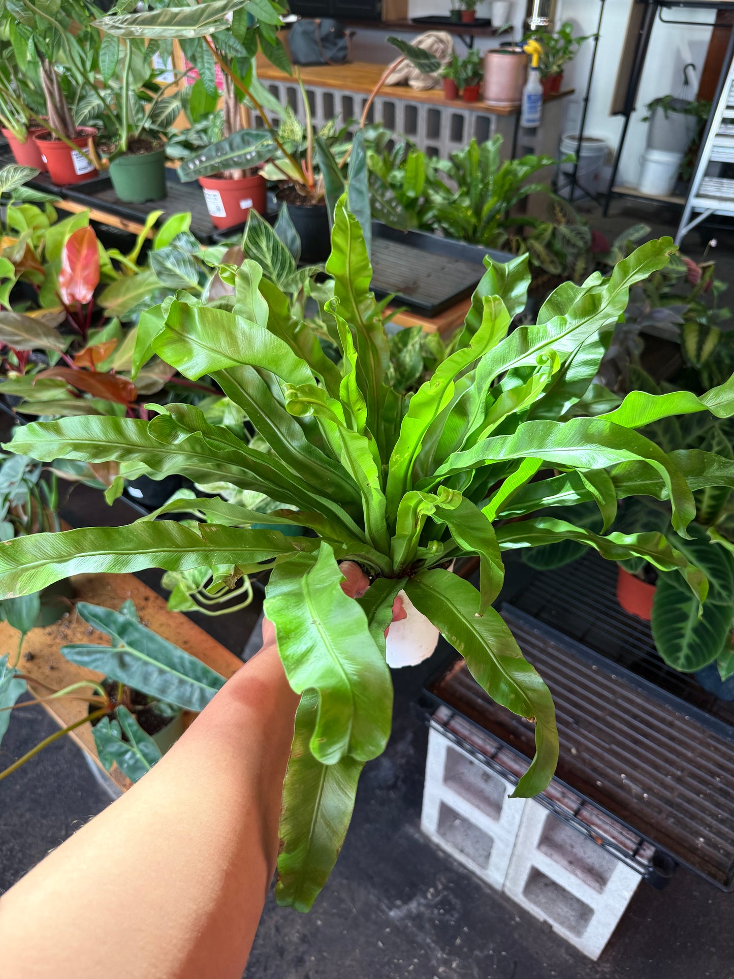 Birds Nest Fern
