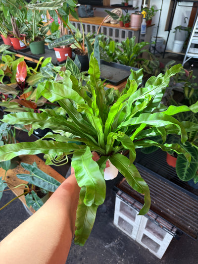 Birds Nest Fern