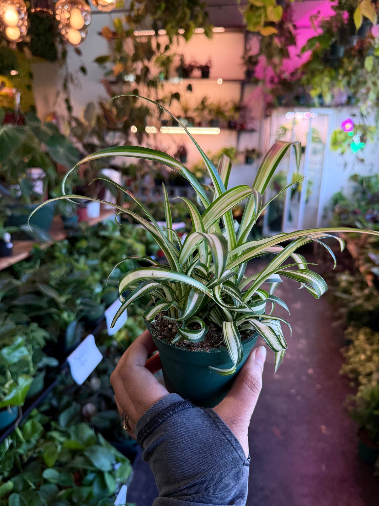 Spider Plant Variegated