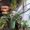 Senecio ‘Stapeliformis’