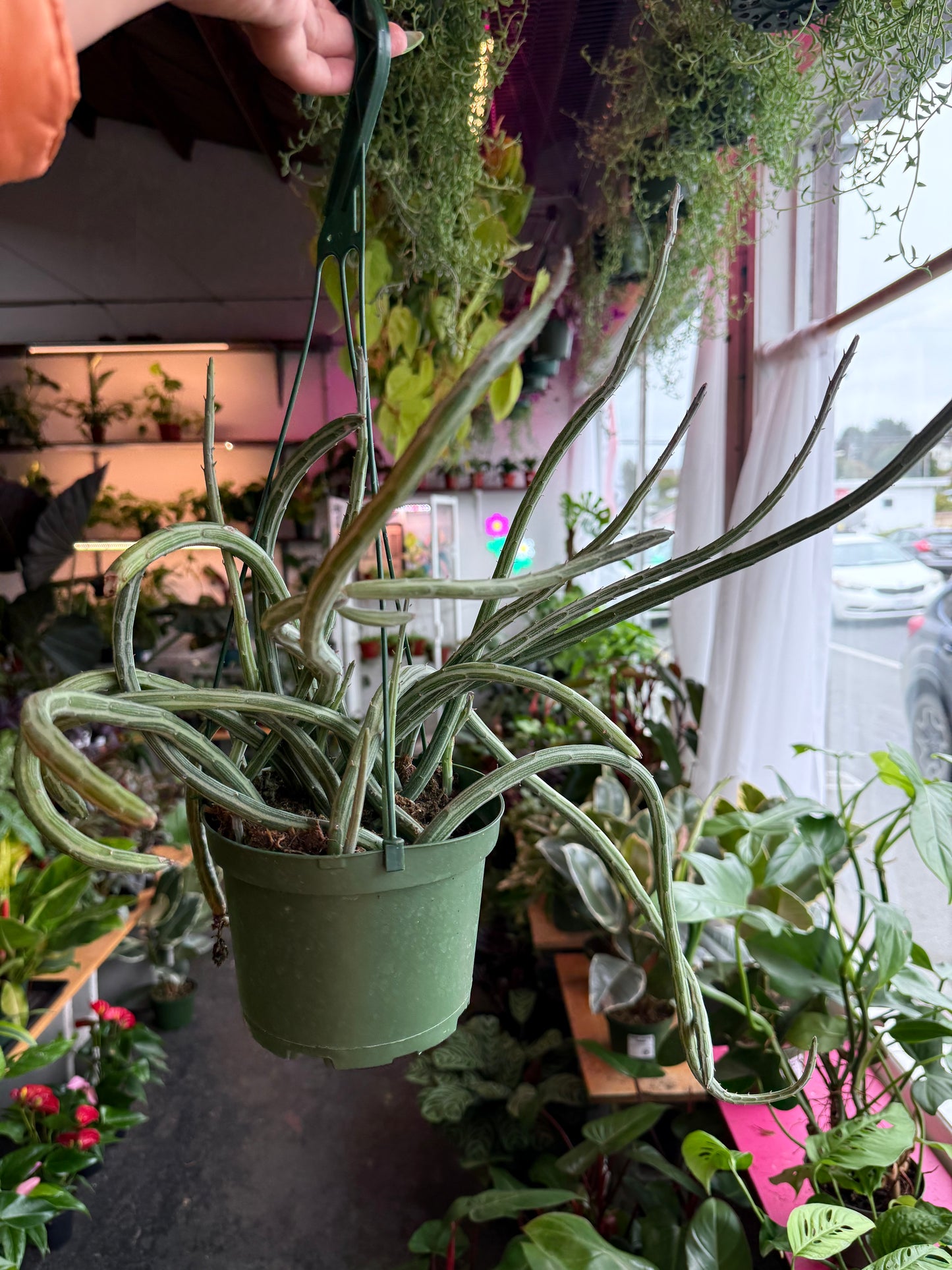 Senecio ‘Stapeliformis’