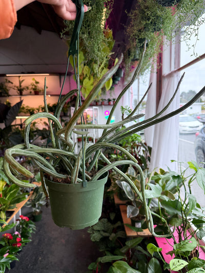 Senecio ‘Stapeliformis’