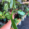 Philodendron Cuttings Bundle (Emerald Red, Emerald Green, & Horse Head)