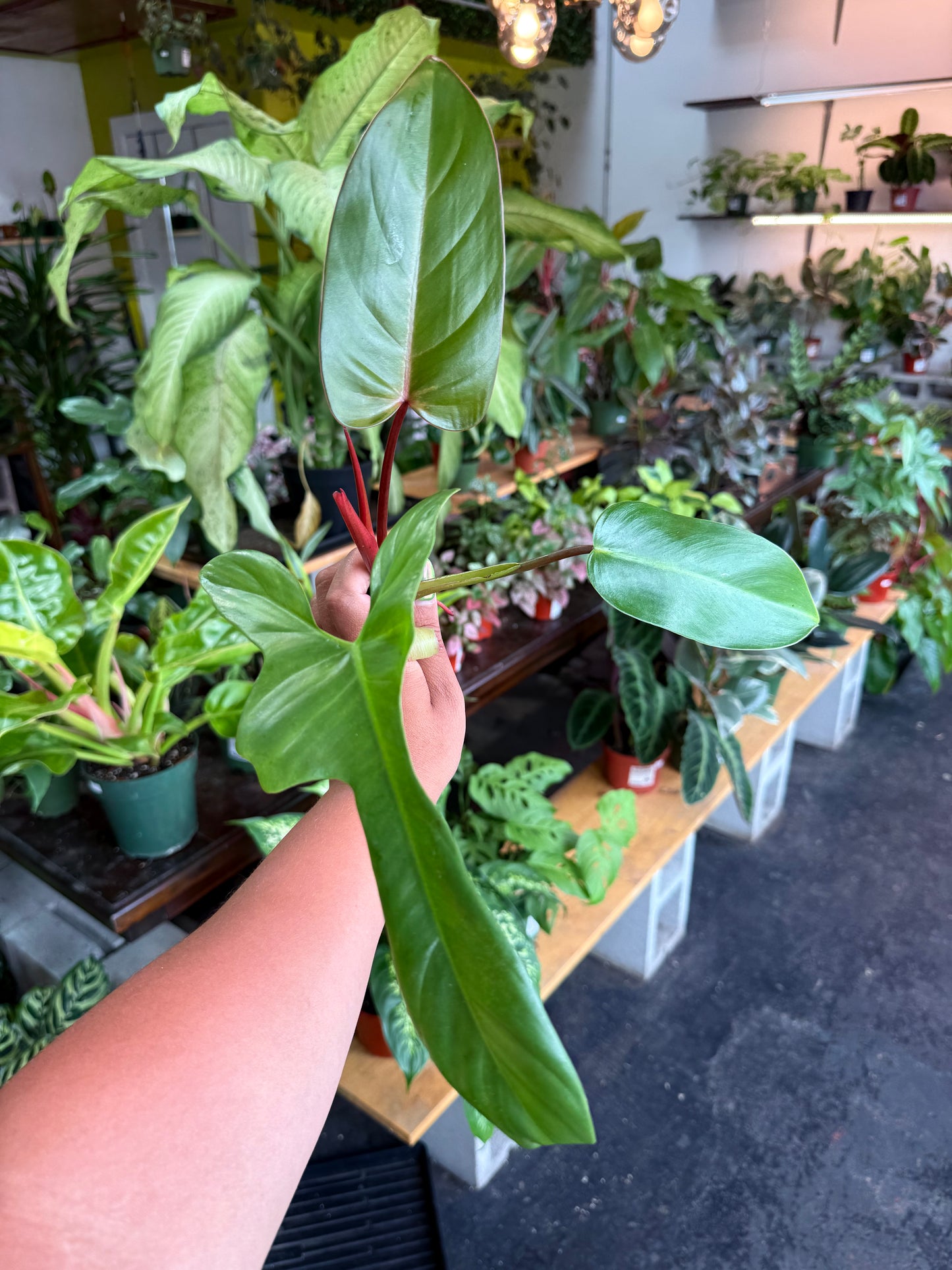 Philodendron Cuttings Bundle (Emerald Red, Emerald Green, & Horse Head)