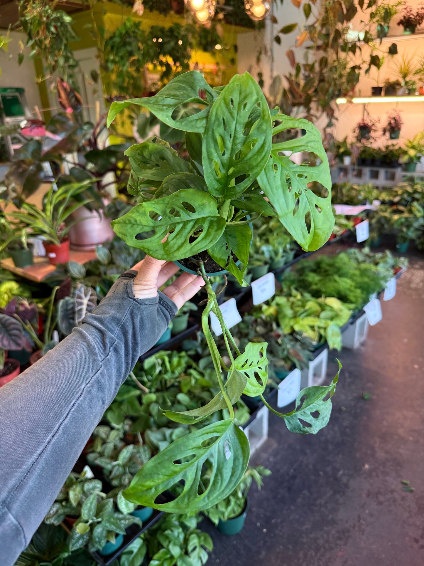 Monstera 'Adansonii'