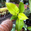 Philodendron 'Moonlight'