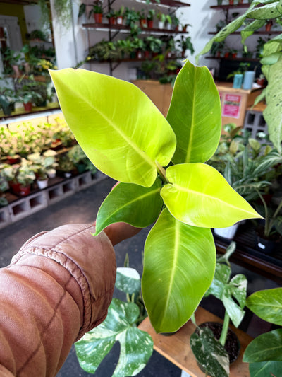 Philodendron 'Moonlight'