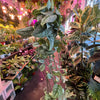 Scindapsus Pictus 'Exotica'