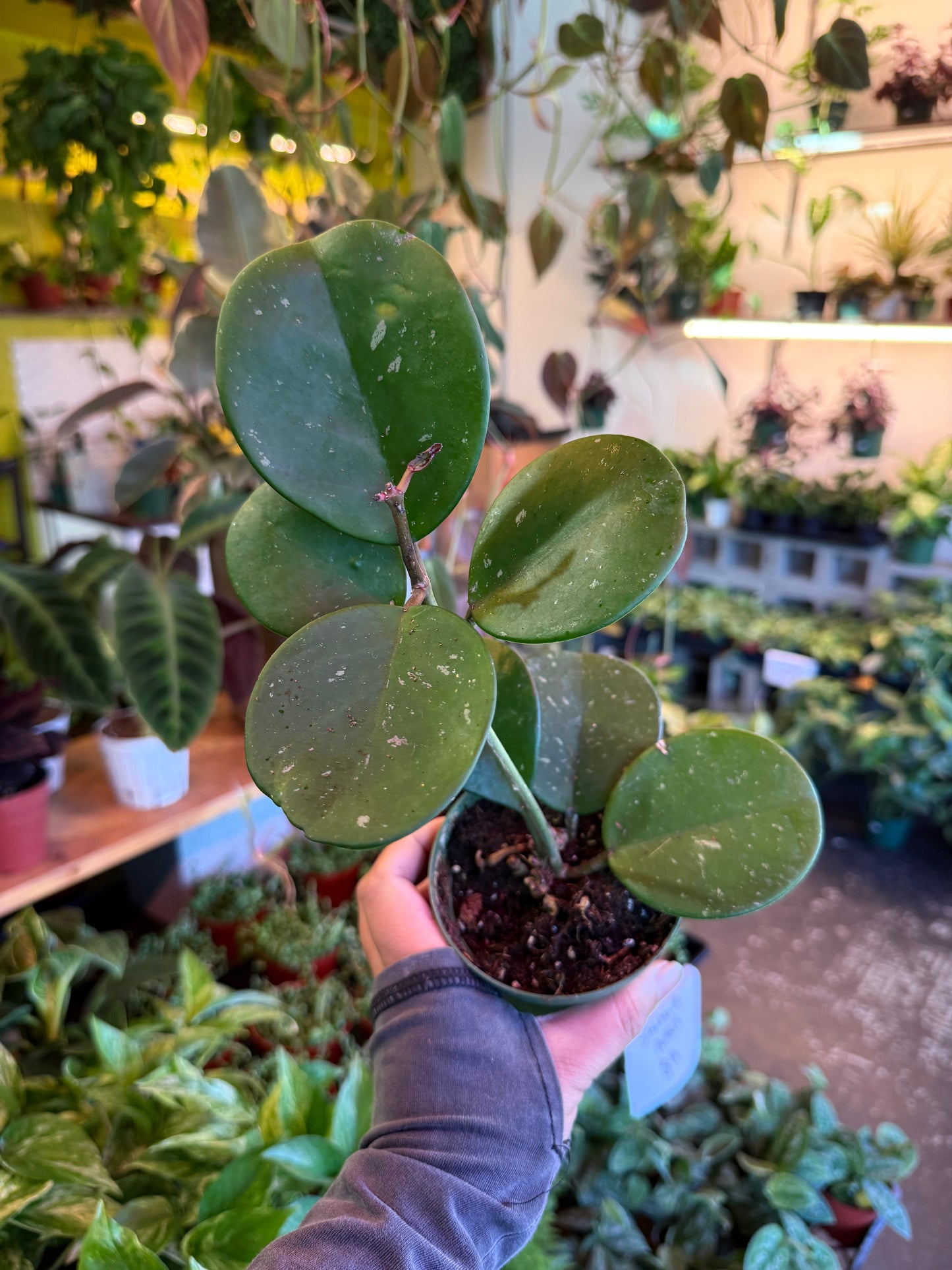 Hoya Obovata