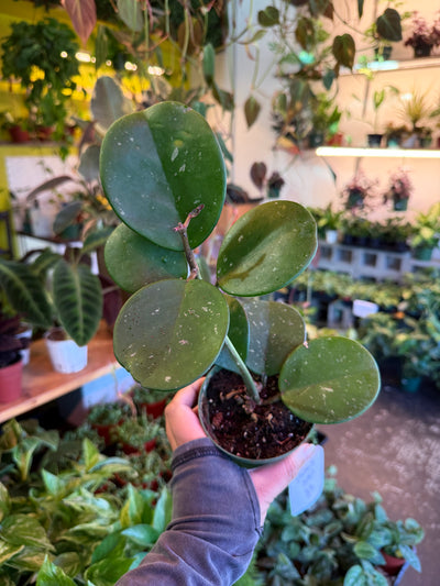 Hoya Obovata
