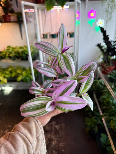 Tradescantia ‘Nanouk’
