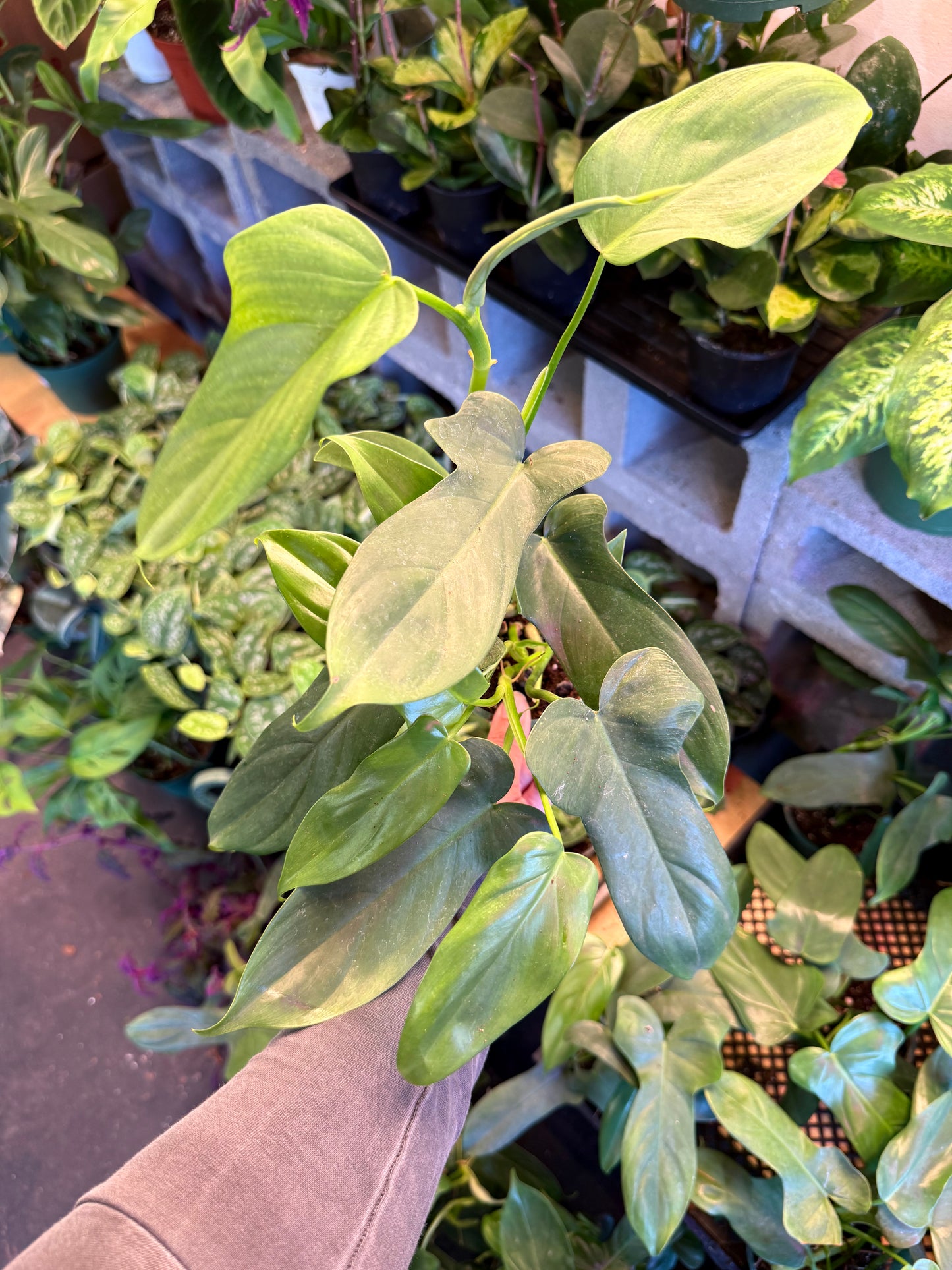 Philodendron 'Horsehead'