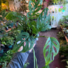 Monstera 'Adansonii'