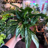 Aglaonema ‘Tigress’