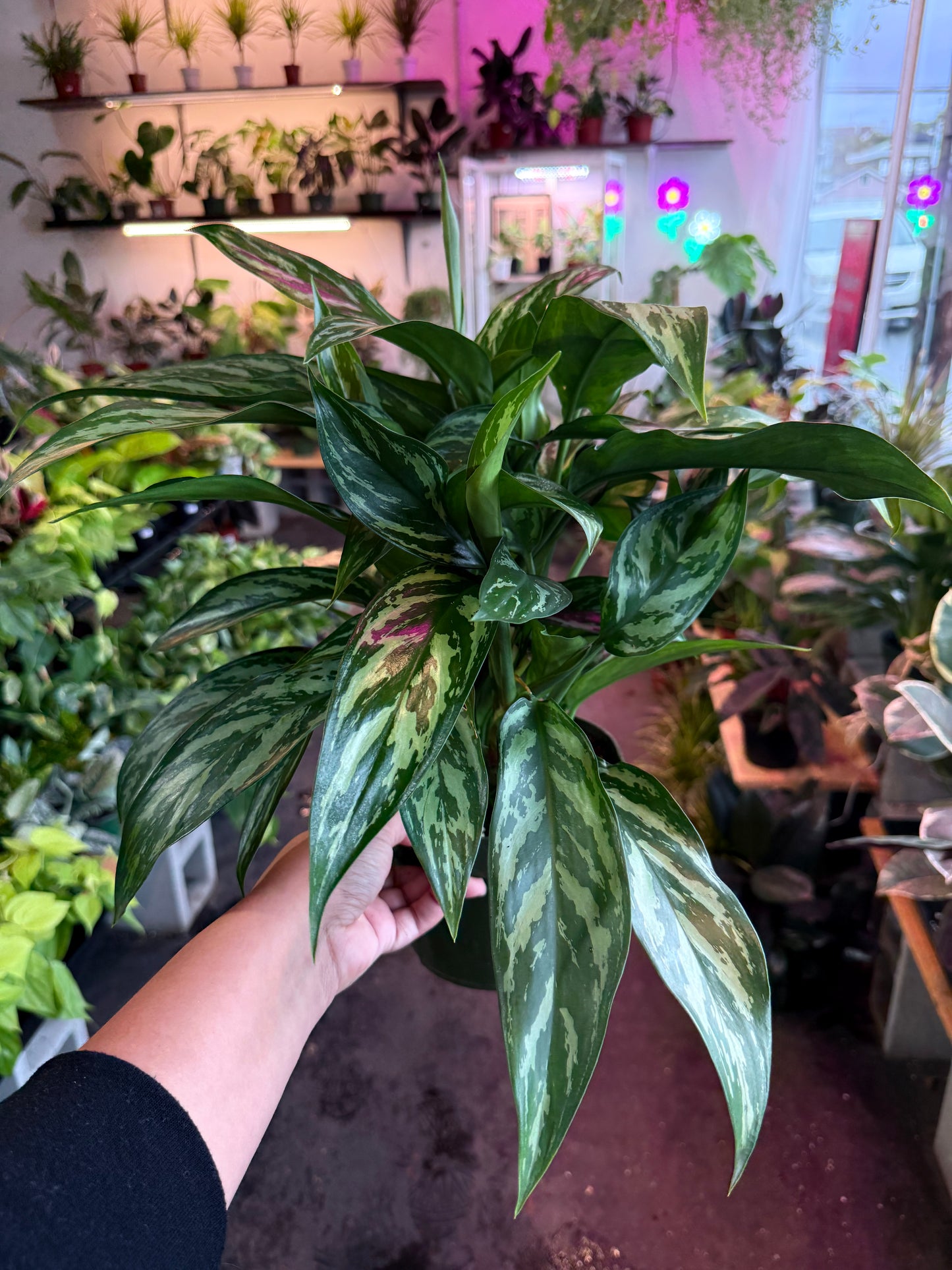 Aglaonema ‘Tigress’