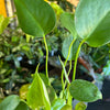 Philodendron Monstera Split-Leaf