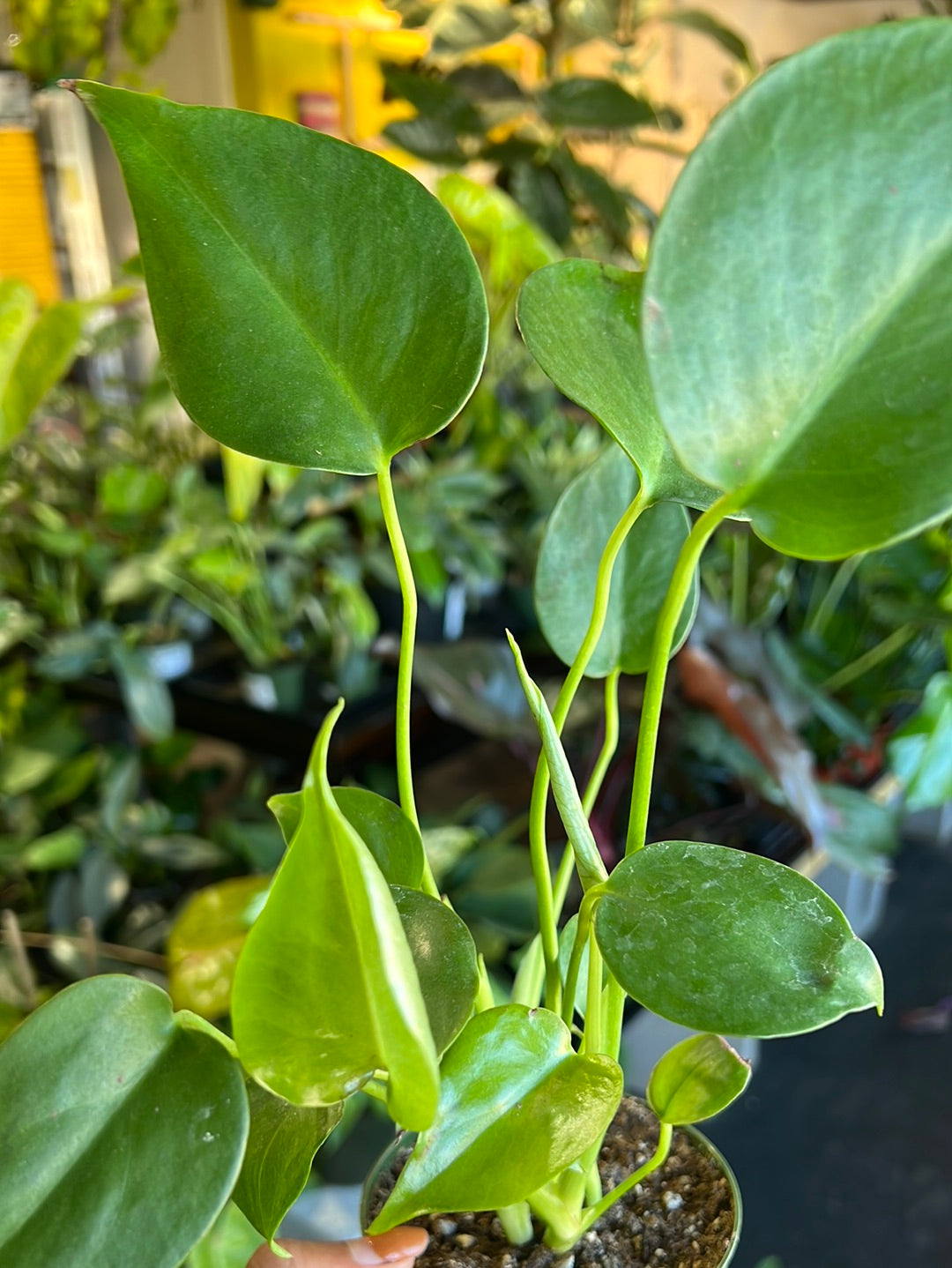 Philodendron Monstera Split-Leaf