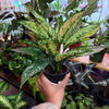 Aglonema ‘Wintery Winehouse’