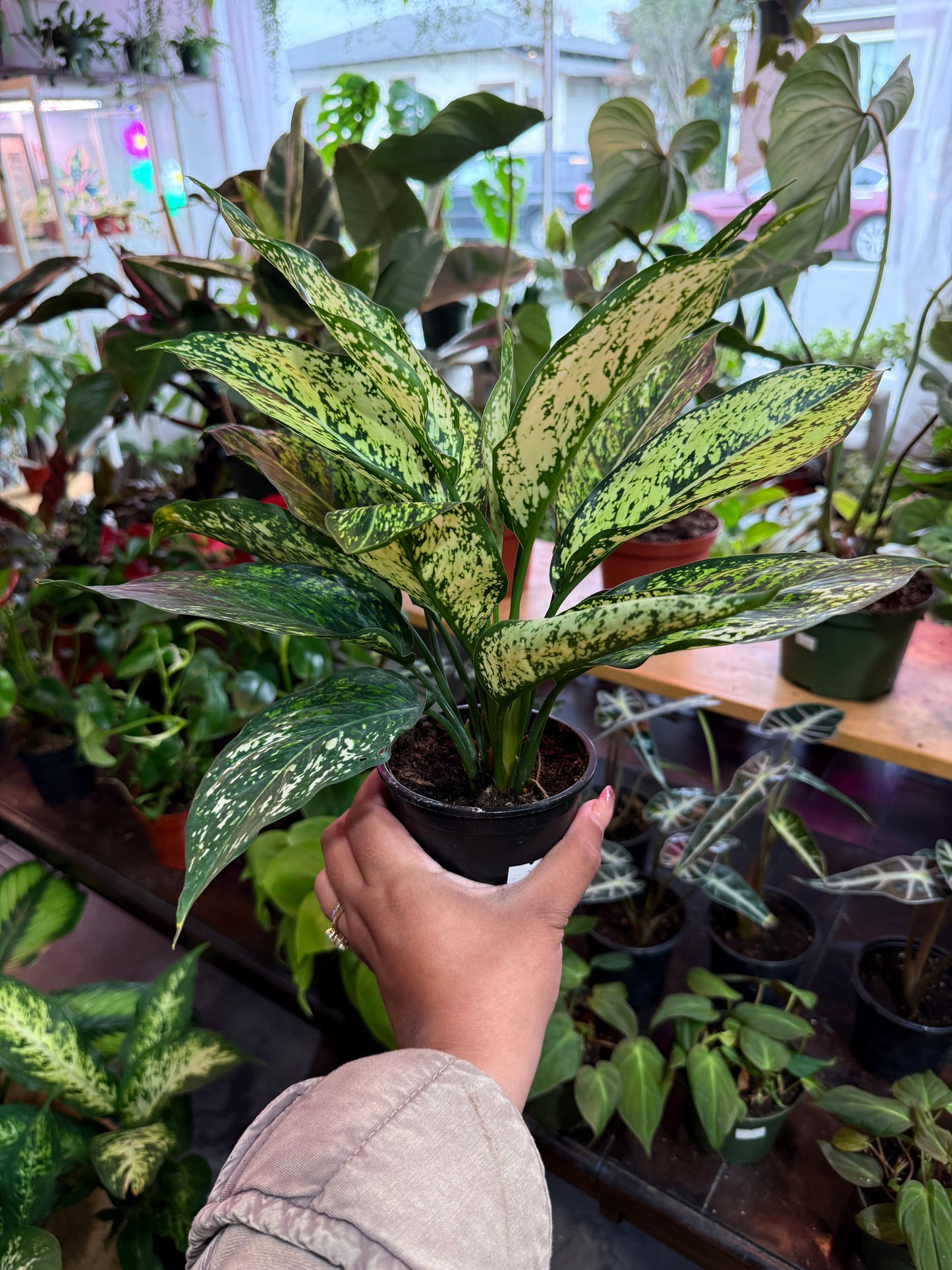 Aglonema ‘Wintery Winehouse’