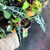Alocasia Amazonica 'Bambino'
