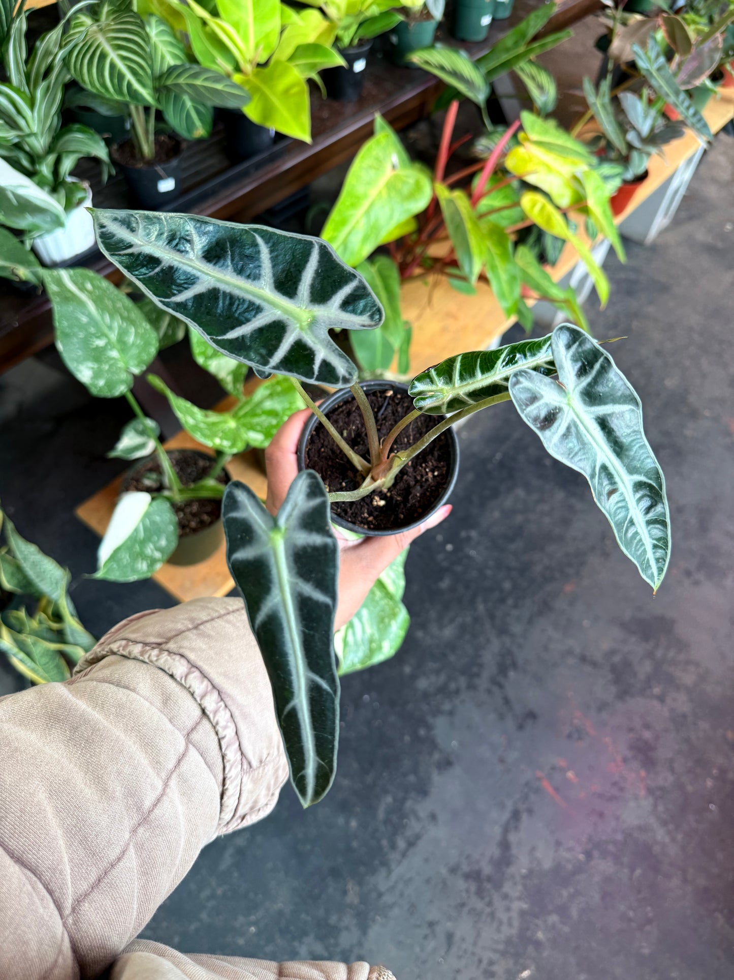Alocasia Amazonica 'Bambino'