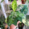 Aglaonema ‘Pictum Tricolor’