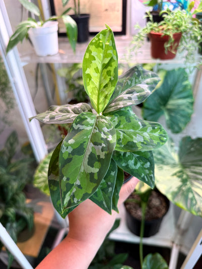 Aglaonema ‘Pictum Tricolor’
