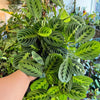 Maranta Lemon Lime