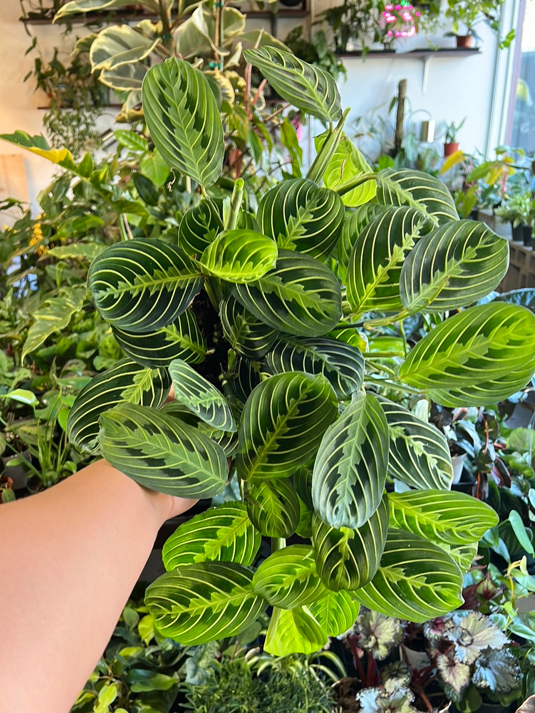 Maranta Lemon Lime