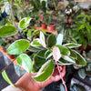 Hoya Krimson Queen