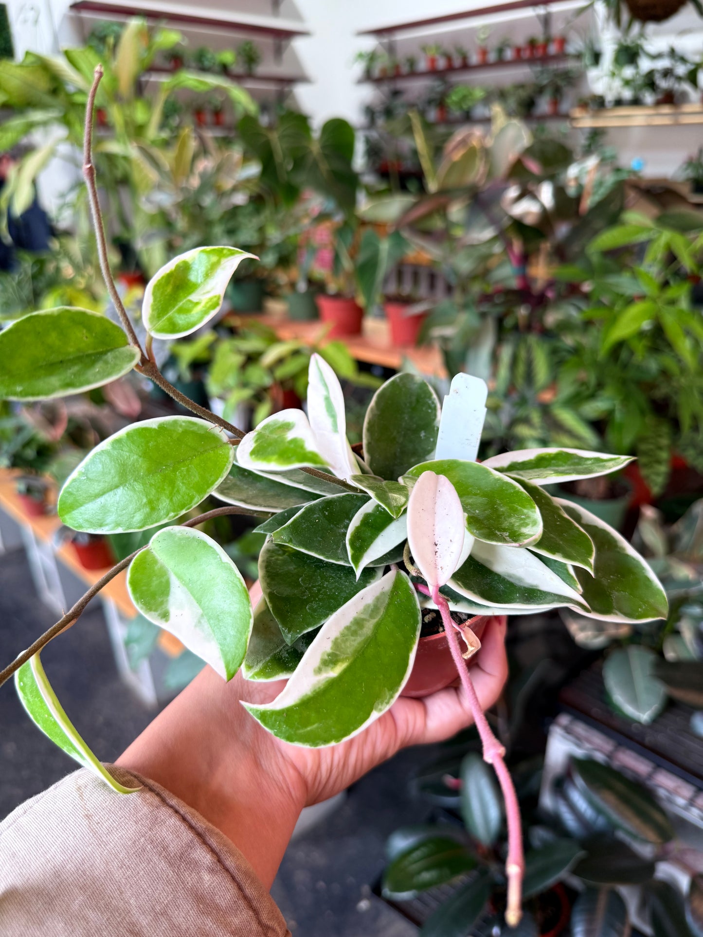 Hoya Krimson Queen