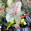 Alocasia ‘Silver Dragon’